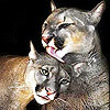 Two beloved cat slide puzzle