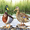 Two colorful ducks slide puzzle