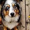 Two colors dog slide puzzle