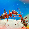 Two cute ant puzzle