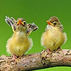 Two cute sparrow puzzle