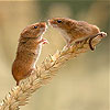 Two field mouse slide puzzle