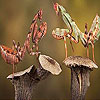 Two grasshopper puzzle