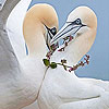 Two lovely birds slide puzzle