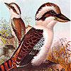 Two offended bird puzzle