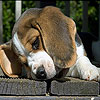Upset dog slide puzzle