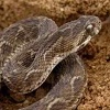 Venomous Snake Jigsaw