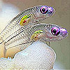 Violet eyes slide puzzle