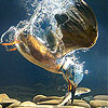 Waterfowl slide puzzle