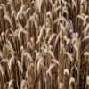 Wheat Slider