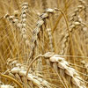Wheat