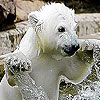 White Bear in the pool puzzle