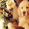 White dog and bird slide puzzle