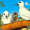 White family slide puzzle