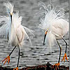 White hairy birds slide puzzle