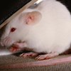White Mouse Puzzle