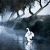 White swan slide puzzle