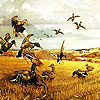 Widgeon Family puzzle