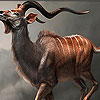 Wild antelope slide puzzle