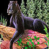 Wild black cat puzzle
