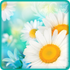 Wild daisies find numbers