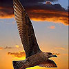 Wild eagle slide puzzle