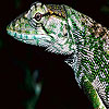 Wild iguana slide puzzle