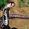 Wild snake slide puzzle