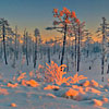 Winter Field