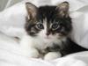 wonderful cat