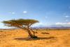 Wonderful Savana