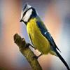 Yellow Bird