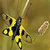 Yellow spotted butterfly puzzle