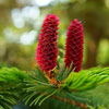 Young Cone
